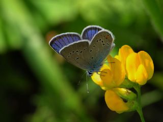 okgzl Gzel Mavi (Polyommatus bellis)