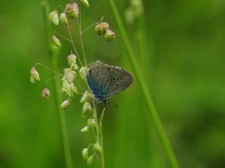 okgzl Gzel Mavi (Polyommatus bellis)