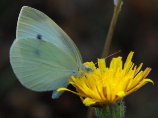 Kk Beyazmelek (Pieris rapae)