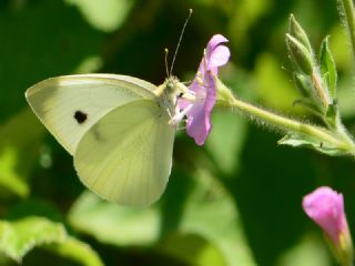 K���k Beyazmelek&nbsp;(Pieris&nbsp;rapae)