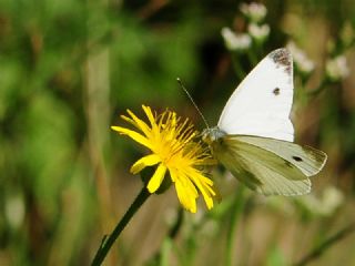 Kk Beyazmelek (Pieris rapae)