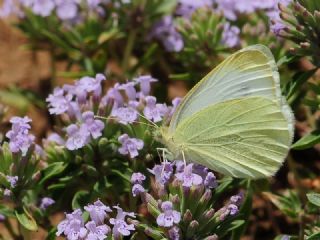 Kk Beyazmelek (Pieris rapae)