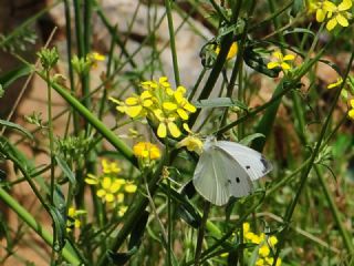 Kk Beyazmelek (Pieris rapae)