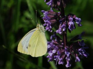K���k Beyazmelek&nbsp;(Pieris&nbsp;rapae)
