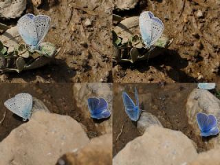 okgzl Buzul Mavi (Polyommatus buzulmavi)