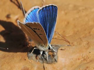 Glek okgzls (Polyommatus cilicius)