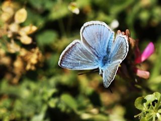 okgzl figenya (Polyommatus iphigenia)