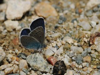 okgzl Rus Mavisi (Polyommatus coelestina)