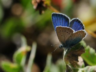 okgzl Rus Mavisi (Polyommatus coelestina)