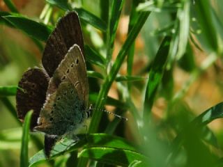 �okg�zl� Rus Mavisi&nbsp;(Polyommatus&nbsp;coelestina)