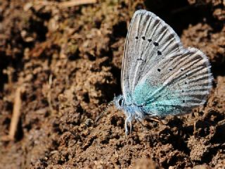 okgzl Rus Mavisi (Polyommatus coelestina)