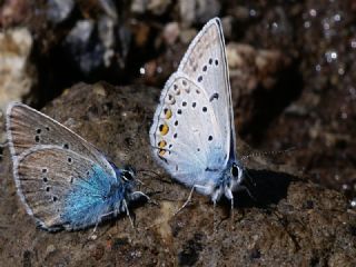 okgzl Rus Mavisi (Polyommatus coelestina)