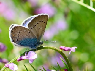 okgzl Rus Mavisi (Polyommatus coelestina)