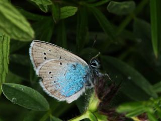 okgzl Rus Mavisi (Polyommatus coelestina)