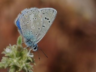 okgzl Kk Turan Mavisi (Polyommatus cornelius)