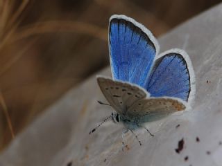 okgzl Kk Turan Mavisi (Polyommatus cornelius)