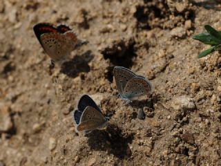 okgzl Kk Turan Mavisi (Polyommatus cornelius)