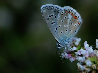 okgzl Kk Turan Mavisi (Polyommatus cornelius)