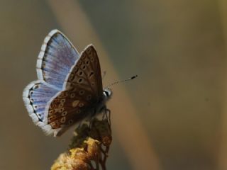 okgzl Yalanc illi Mavi (Polyommatus corydonius)