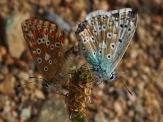 okgzl Yalanc illi Mavi (Polyommatus corydonius)