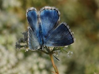 okgzl Yalanc illi Mavi (Polyommatus corydonius)