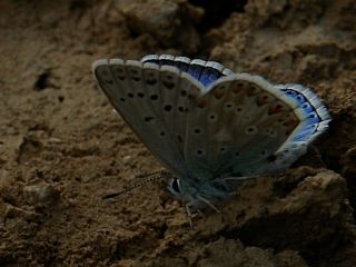 okgzl Yalanc illi Mavi (Polyommatus corydonius)