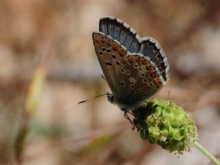 okgzl Anadolu Mavisi (Aricia crassipunctus)