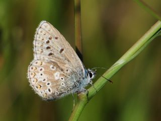 okgzl Anadolu Mavisi (Aricia crassipunctus)