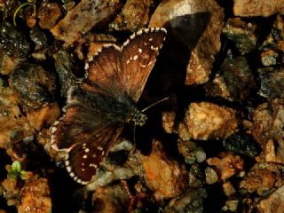 Byk Boz Zpzp (Pyrgus alveus)