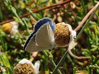 Mezopotamya okgzls (Polyommatus dama)