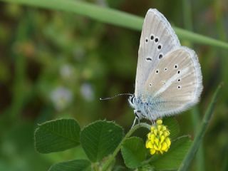 okgzl Damon Mavisi (Polyommatus damon)