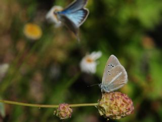 okgzl Damon Mavisi (Polyommatus damon)