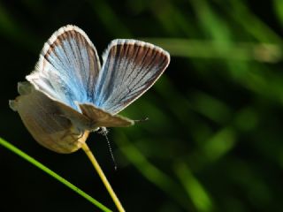 okgzl Damon Mavisi (Polyommatus damon)