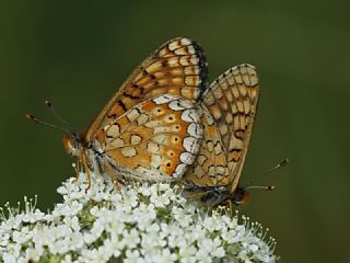 Nazuum (Euphydryas aurinia)