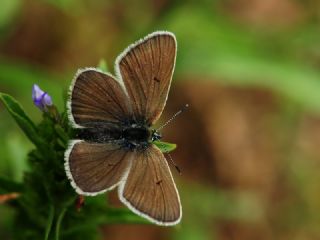 okgzl Diana Mavisi (Polyommatus diana)