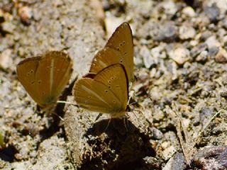 Erivan Anormal okgzls (Polyommatus eriwanensis)