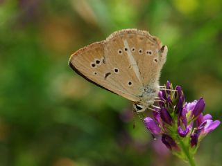 Erivan Anormal okgzls (Polyommatus eriwanensis)