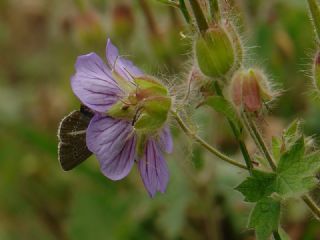 okgzl Geranium Mavisi (Aricia eumedon)