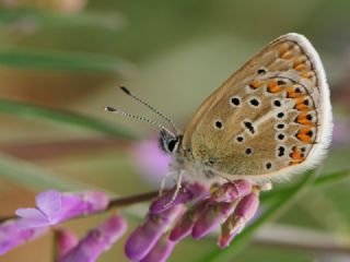 �okg�zl� Geranium Mavisi&nbsp;(Aricia&nbsp;eumedon)