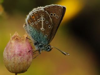 okgzl Geranium Mavisi (Aricia eumedon)