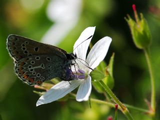 okgzl Geranium Mavisi (Aricia eumedon)