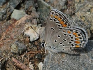 Doulu Esmergz (Plebejus carmon)