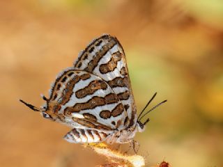 �eytanc�k&nbsp;(Cigaritis&nbsp;acamas)