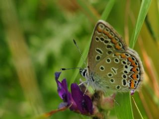 �okg�zl� Eros&nbsp;(Polyommatus&nbsp;eros)