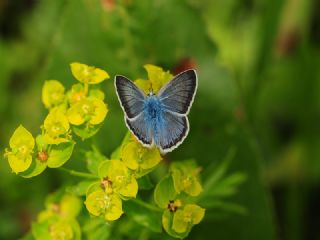 okgzl Eros (Polyommatus eros)