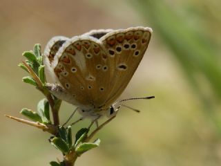 Anadolu okgzls (Polyommatus hyacinthus)