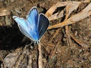 okgzl figenya (Polyommatus iphigenia)