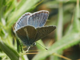 okgzl figenya (Polyommatus iphigenia)