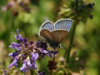 okgzl figenya (Polyommatus iphigenia)