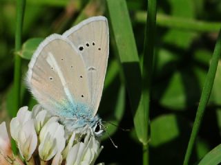 okgzl figenya (Polyommatus iphigenia)